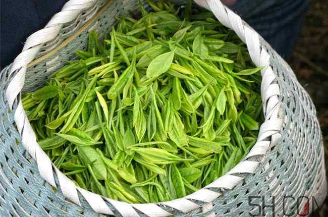 茶葉發(fā)霉是什么樣子？茶葉發(fā)霉怎么鑒別？