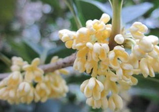 桂花可以放冰箱嗎？新鮮桂花可以放冰箱嗎？
