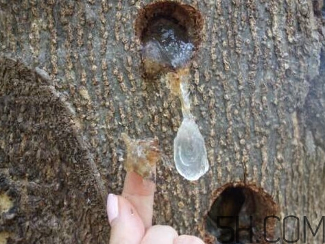 雪燕是什么樹種植的？雪燕是涼性還是熱性