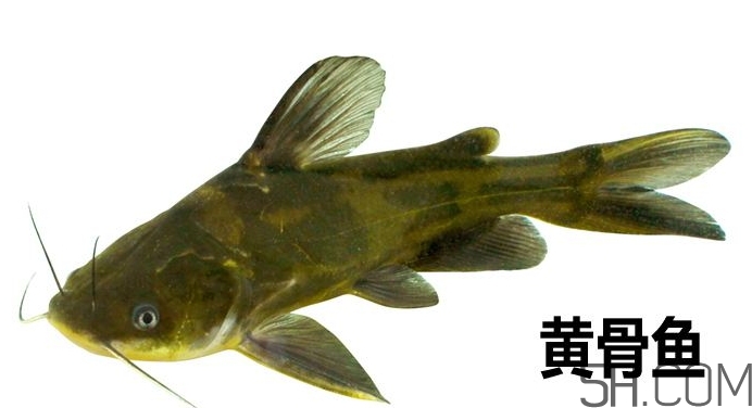黃骨魚是發(fā)物嗎？黃骨魚是什么魚？