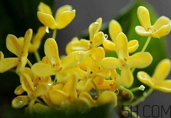 桂花可以放冰箱嗎？新鮮桂花可以放冰箱嗎？