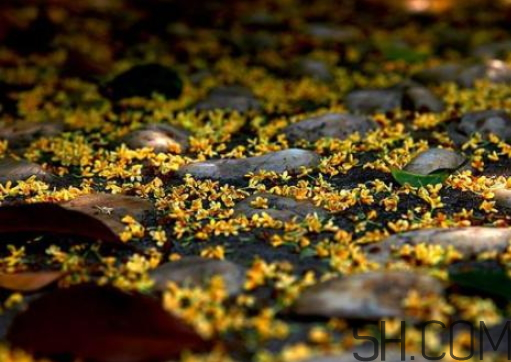 桂花可以放冰箱嗎？新鮮桂花可以放冰箱嗎？