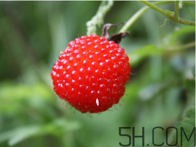 覆盆子的作用有哪些？覆盆子和桑葚哪個好吃？