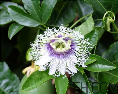 什么時(shí)候種植百香果最適宜？百香果軟的好還是硬的好？
