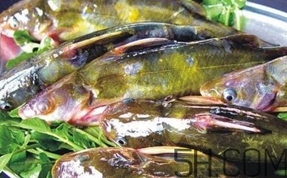 黃骨魚是發(fā)物嗎？黃骨魚是什么魚？