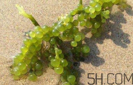 海葡萄有什么功效？海葡萄人工養(yǎng)殖條件