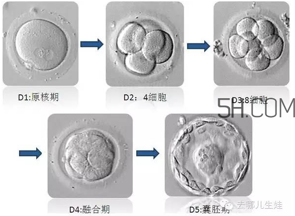 試管嬰兒有什么風險？試管嬰兒長大后的弊端