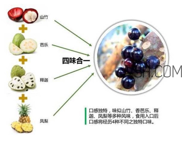 嘉寶果怎么吃？嘉寶果什么時(shí)候種植