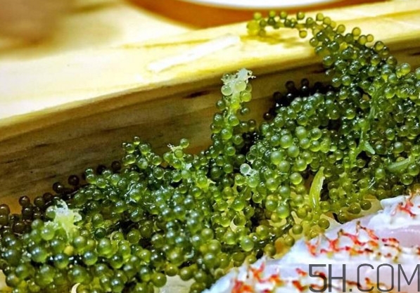 海葡萄有什么功效？海葡萄人工養(yǎng)殖條件