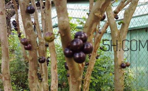 嘉寶果幾年結果？嘉寶果好吃嗎