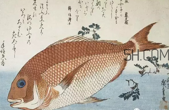 鯛魚(yú)是什么魚(yú)？鯛魚(yú)是什么樣子的