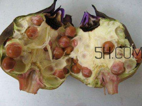 芡實有什么作用？芡實是哪里的特產(chǎn)