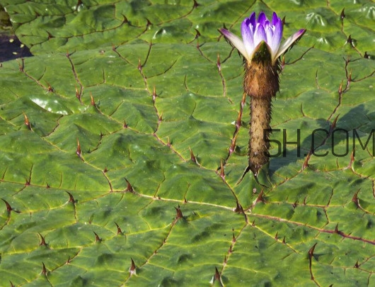芡實(shí)是蓮子嗎？芡實(shí)是長(zhǎng)在哪里的