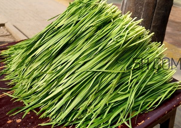 立秋后可以種韭菜嗎？怎樣種韭菜？
