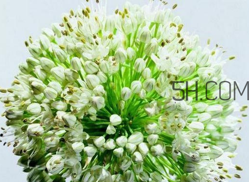 什么人不能吃韭菜花？肝火旺可以吃韭菜嗎？
