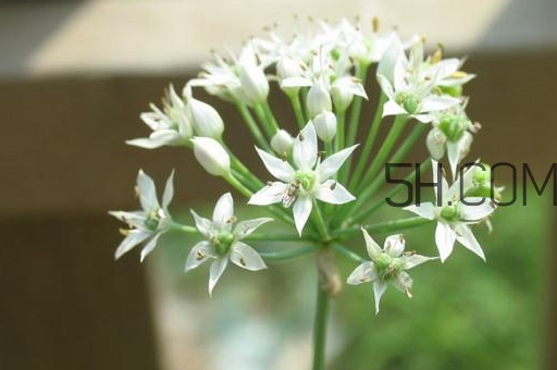 什么人不能吃韭菜花？肝火旺可以吃韭菜嗎？