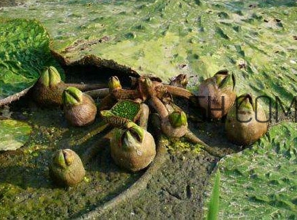 芡實(shí)是蓮子嗎？芡實(shí)是長(zhǎng)在哪里的