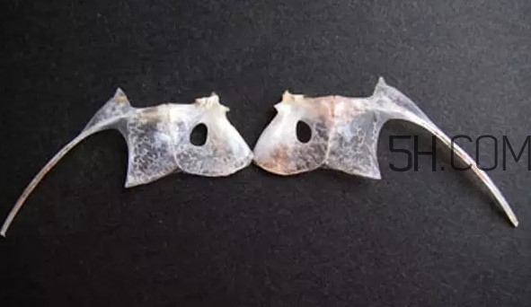 鯛魚(yú)是什么魚(yú)？鯛魚(yú)是什么樣子的