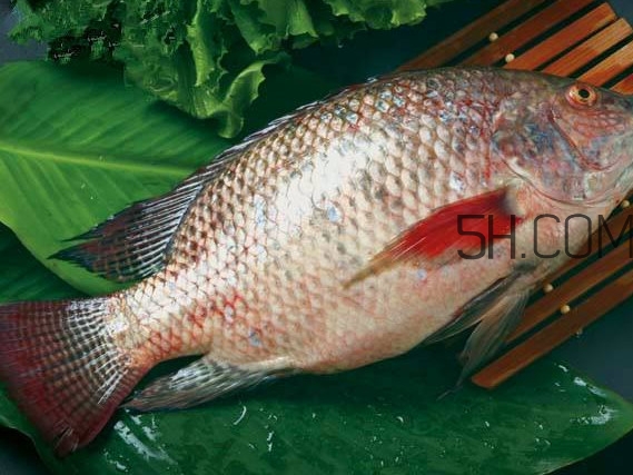 鯛魚刺身有寄生蟲嗎？鯛魚是羅非魚嗎