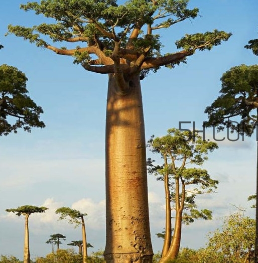 猴面包樹和面包樹是同一種植物嗎？猴面包樹能在北方種植嗎