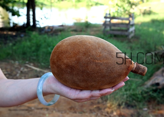 猴面包樹(shù)和面包樹(shù)有什么區(qū)別？猴面包樹(shù)果實(shí)叫什么
