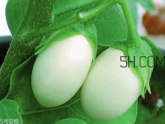 蛋樹(shù)可以種植嗎？蛋樹(shù)苗哪里可以買到