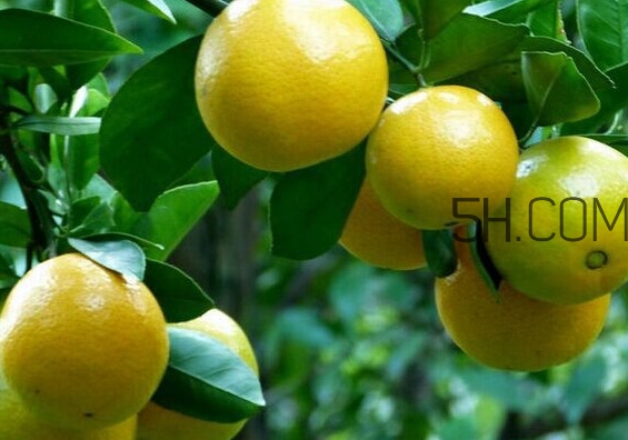 皇帝柑是哪里的特產(chǎn)？皇帝柑是熱性還是涼性？