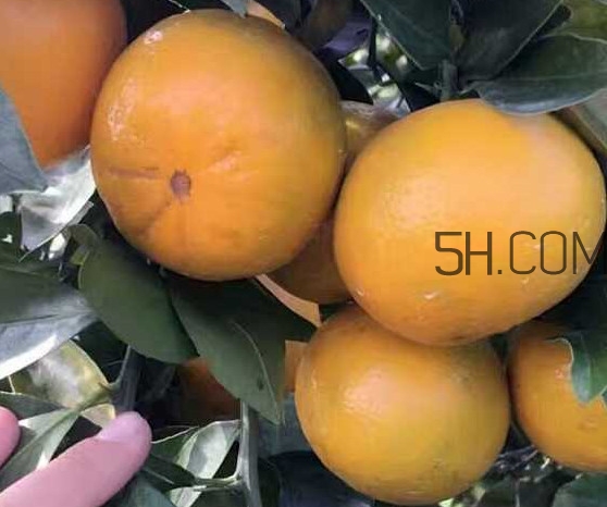 種皇帝柑1棵成本多少？皇帝柑怎么種植