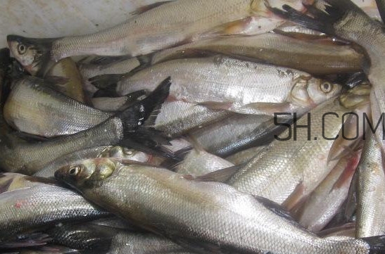 刁子魚是淡水魚嗎？刁子魚怎么釣