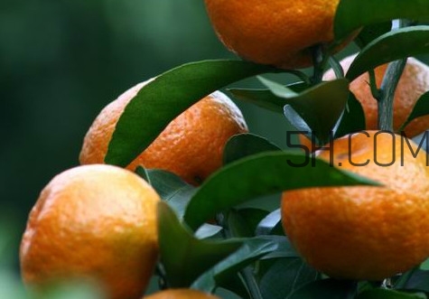 皇帝柑是哪里的特產(chǎn)？皇帝柑是熱性還是涼性？
