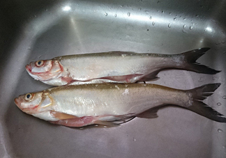 刁子魚是淡水魚嗎？刁子魚怎么釣