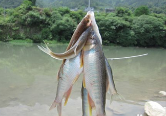 刁子魚怎么挑選？刁子魚怎么做好吃