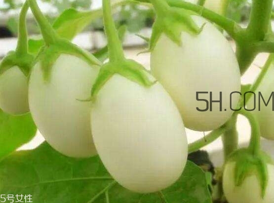 蛋樹(shù)可以種植嗎？蛋樹(shù)苗哪里可以買到