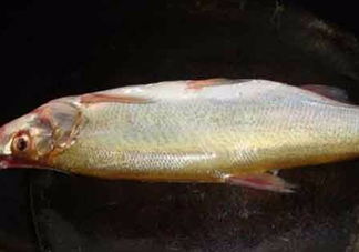 刁子魚是什么魚？刁子魚是翹嘴鲌嗎