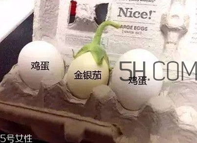 蛋樹(shù)可以種植嗎？蛋樹(shù)苗哪里可以買到