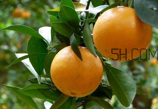 貢柑什么時(shí)候上市？貢柑什么時(shí)候放秋梢