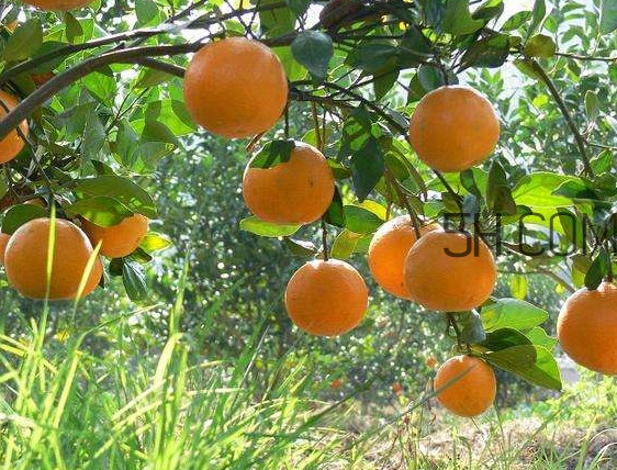 貢柑怎么預(yù)防裂果？貢柑種植管理技術(shù)