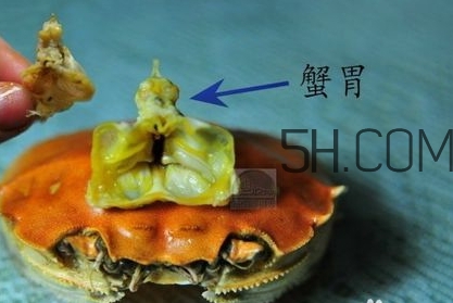 螃蟹的屎在哪里？螃蟹的屎和蟹黃怎么分辨？