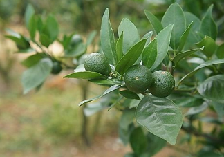 貢柑怎么預防裂果？貢柑種植管理技術