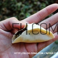 餃子和面用熱水還是冷水？餃子和面要醒多長時間？