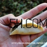 怎么包餃子快又好看？十種家常包餃子的方法~