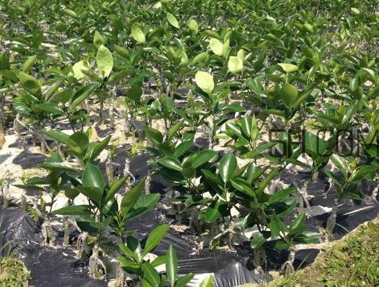 貢柑怎么預(yù)防裂果？貢柑種植管理技術(shù)