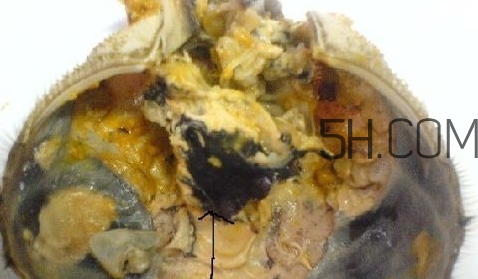 螃蟹的屎在哪里？螃蟹的屎和蟹黃怎么分辨？