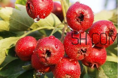 臨產(chǎn)前可以吃山楂嗎？臨產(chǎn)前吃什么有助于順產(chǎn)？