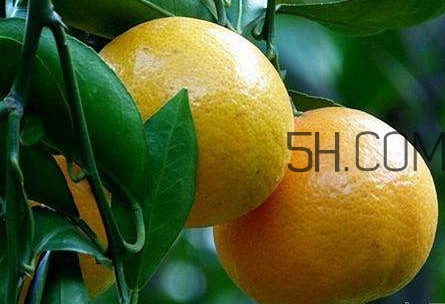 貢柑怎么預(yù)防裂果？貢柑種植管理技術(shù)