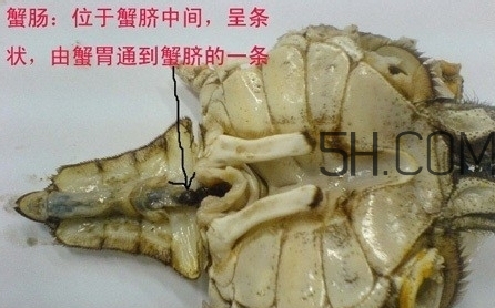螃蟹的屎在哪里？螃蟹的屎和蟹黃怎么分辨？