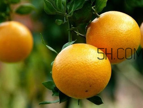 貢柑什么時(shí)候上市？貢柑什么時(shí)候放秋梢
