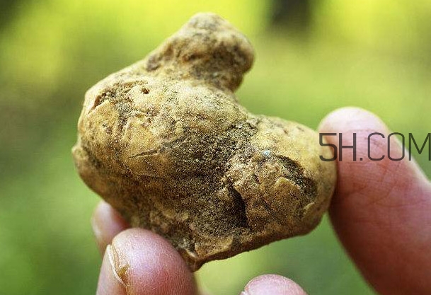 白松露是什么？白松露的功效與作用