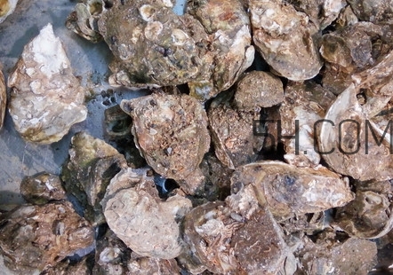 海蠣子有什么營養(yǎng)價值？海蠣子蒸多長時間