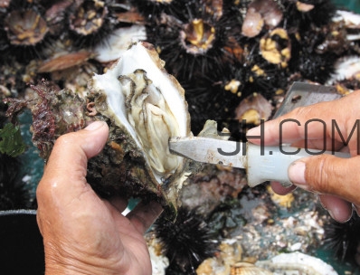 海蠣子壯陽嗎？海蠣子有寄生蟲嗎